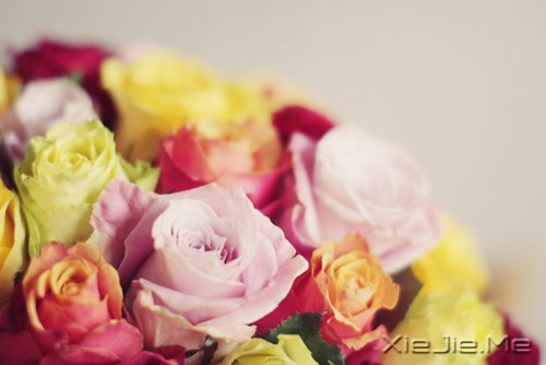 早安心语:不往前走,你将永远停留 (4)