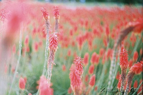 早安心语:不往前走,你将永远停留 (5)